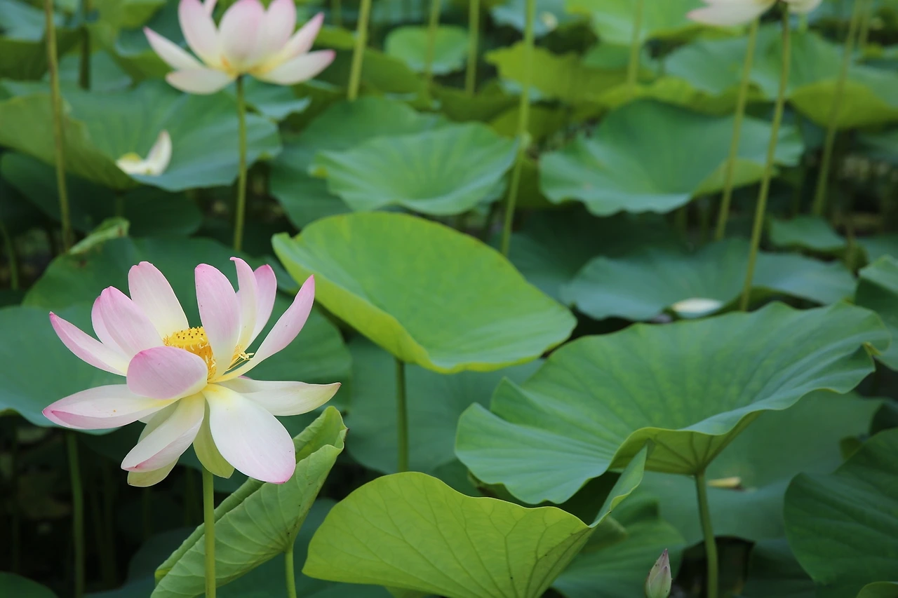 MG0A2723_новый размер.JPG