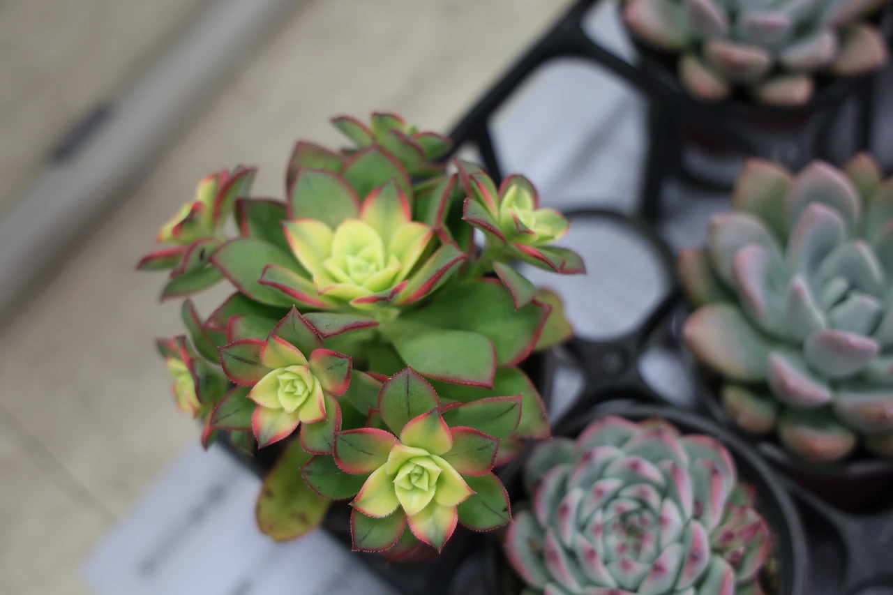 0R5A8866_новый размер.JPG