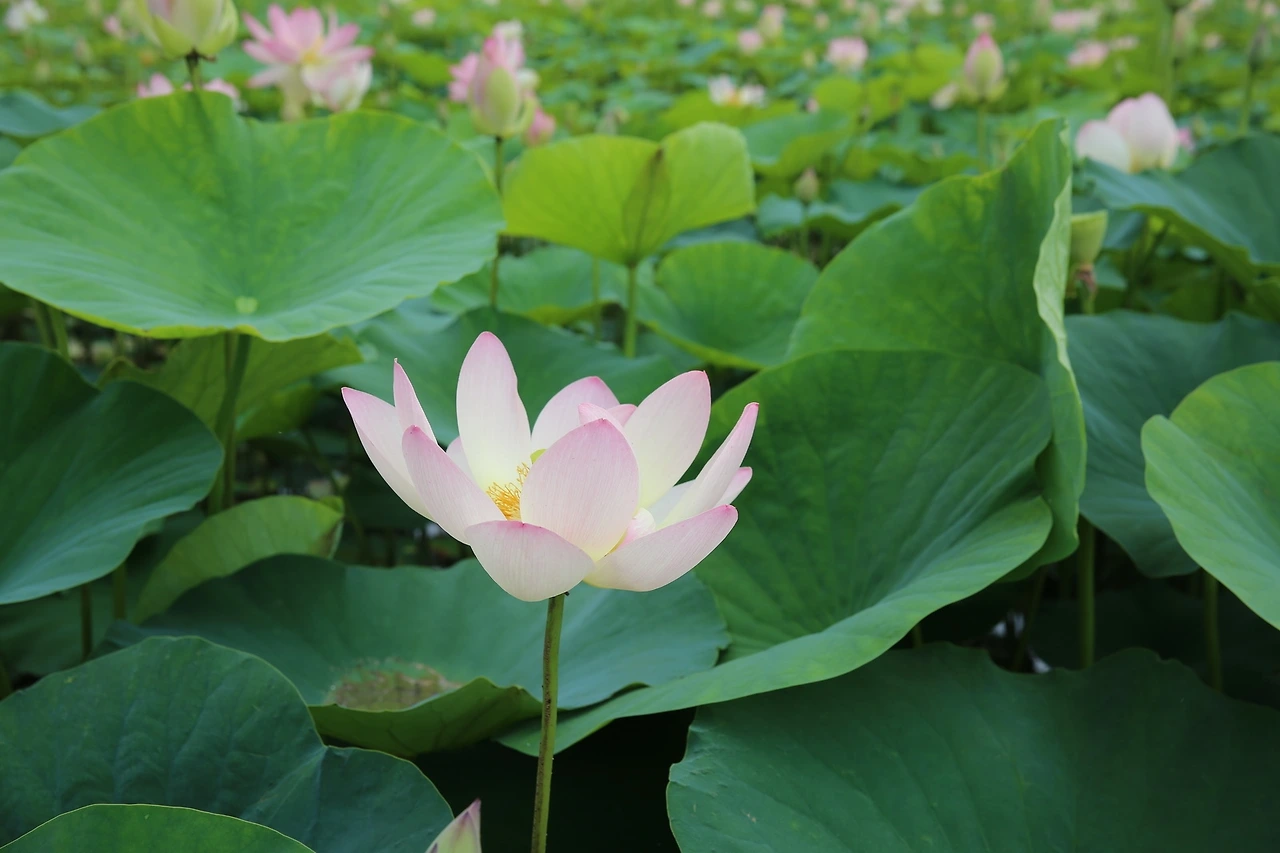 MG0A2715_новый размер.JPG