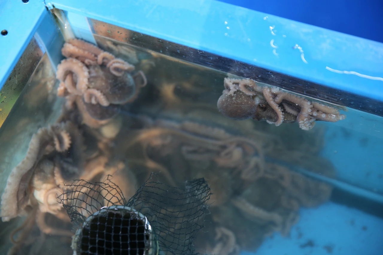 MG0A3585_новый размер.JPG