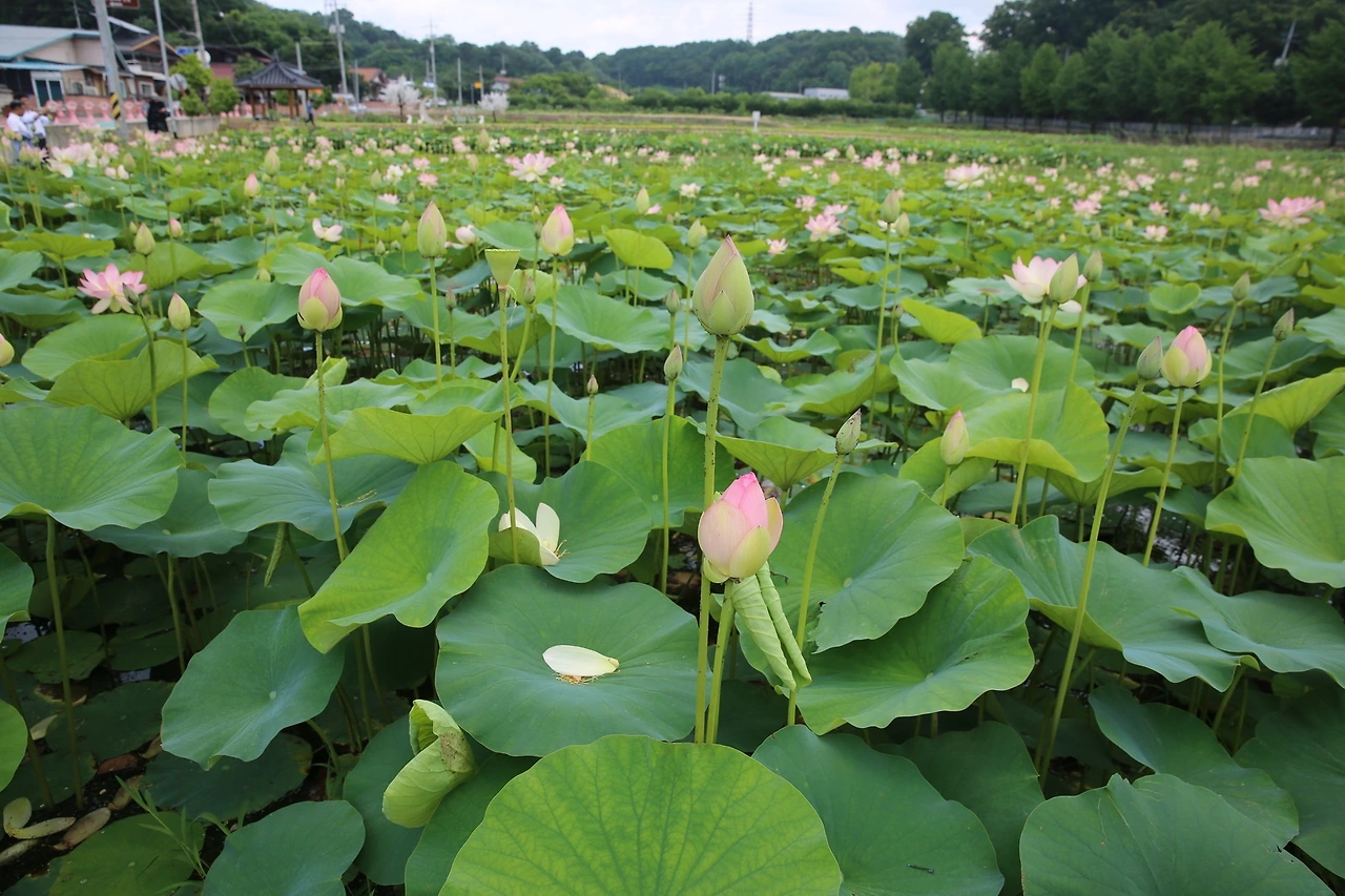 MG0A2718_новый размер.JPG