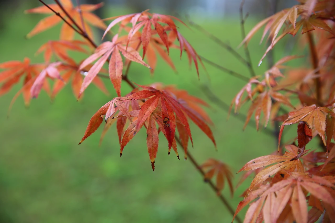 MG0A5568_новый размер.JPG