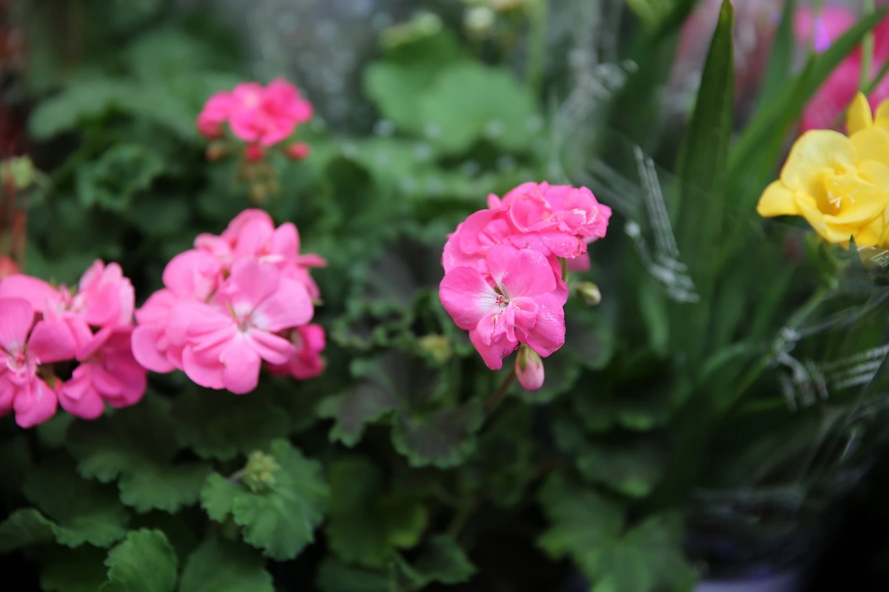 MG0A8892_новый размер.JPG