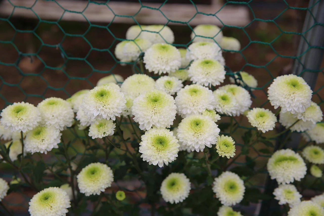 MG0A9651_новый размер.JPG