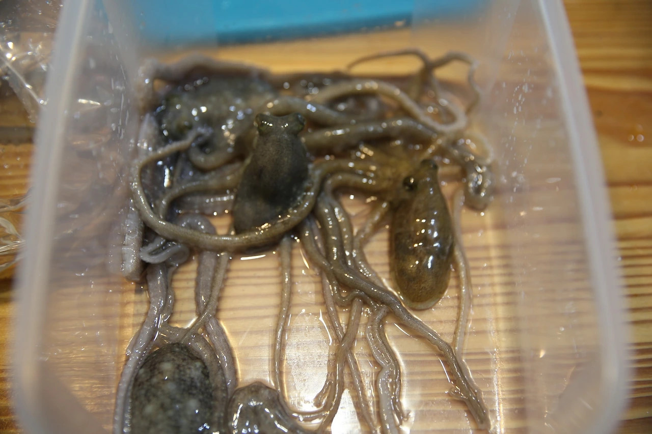 MG0A2419_новый размер.JPG