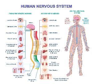 licensed-image?q=tbn:ANd9GcRm-RR0WNTWOkDkwyGr9HFRtLHg8_GGoftBd7htWp3uCKOuHIga6QJzFB5oZ8Q8BZi5Eyi1XMrKLFO_ACYCWilDh7PP10J-QlvpdaqckJc0-W-E8LU