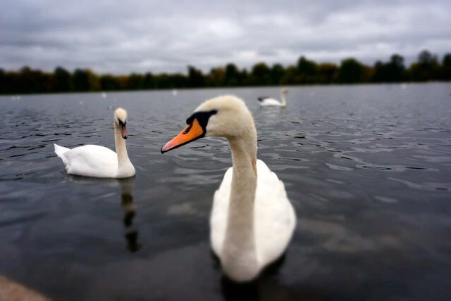 99CFE83359DB4EA924A0BD