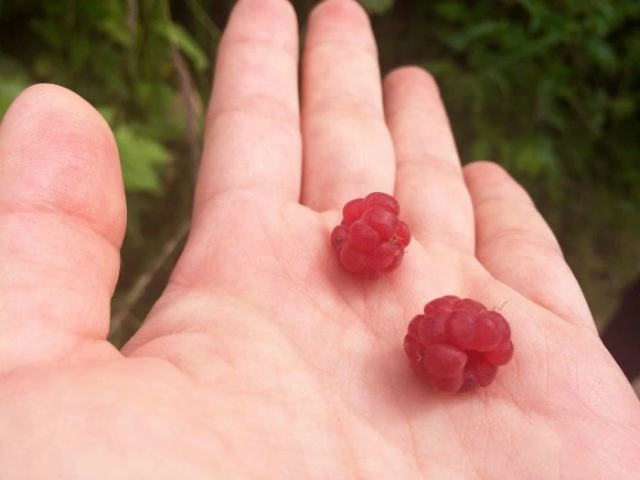 99DE723359A302EA02241C