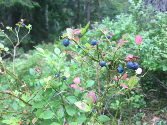 99FFF23359A30303026996