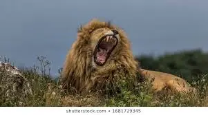 사자 하품 2.jpeg