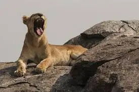 사자 하품 1.jpeg