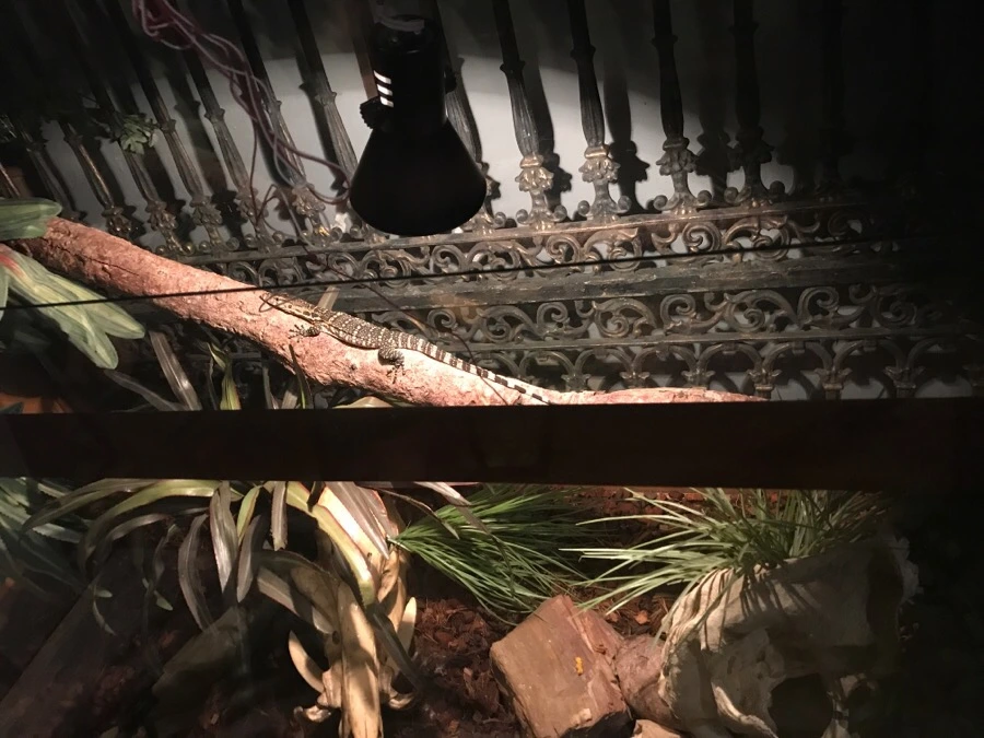 IMG_9263.JPG?type=w966