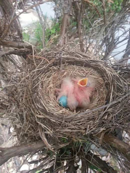 3icUd00818tujlve1ckm7_ehfmr1.jpg?type=w520