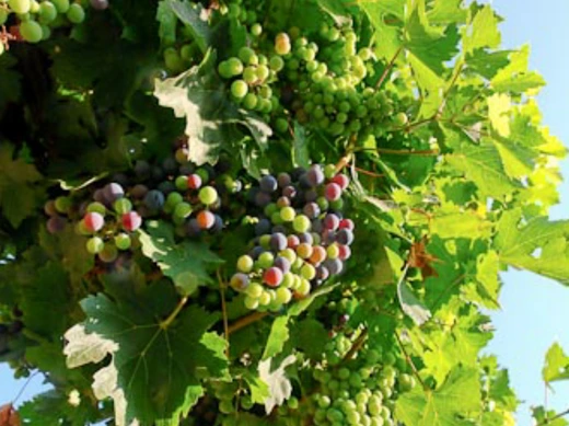 cjgUd01519a7018aln0ju_ehfmr1.png?type=w520