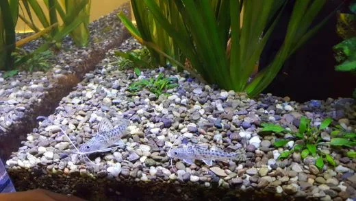 e_364Ud018svc1my1z2pal7ucp_ehfmr1.jpg?type=w520