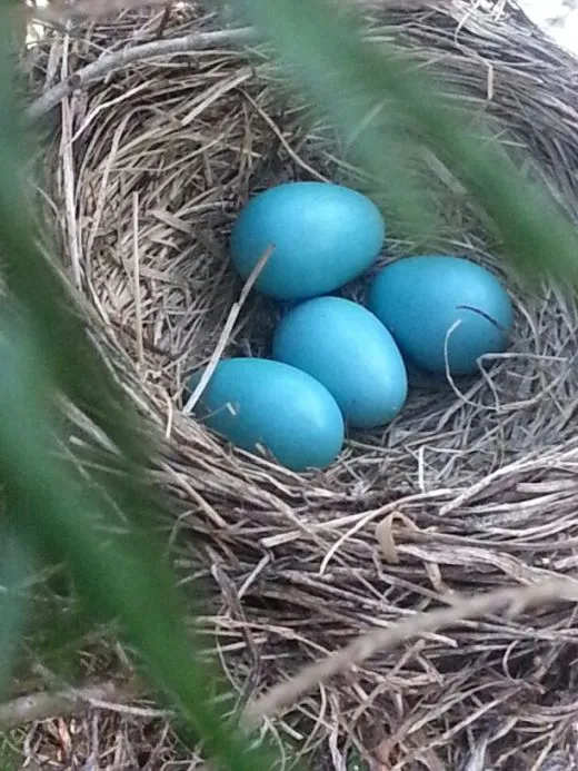 72aUd0083wyf3gpij6or_ehfmr1.jpg?type=w520