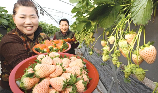 %EB%A7%8C%EB%85%84%EC%84%A4_%EB%94%B8%EA%B8%B0_%EC%B6%9C%EC%B2%98_%EB%86%8D%EB%AF%BC%EC%8B%A0%EB%AC%B8.jpg?type=w773