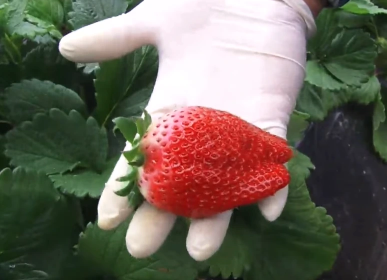 %ED%82%B9%EC%8A%A4%EB%B2%A0%EB%A6%AC_%EC%B6%9C%EC%B2%98_kbs.png?type=w773