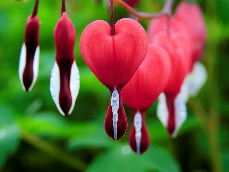 bleeding-heart-1425870_1280.jpg?type=w773