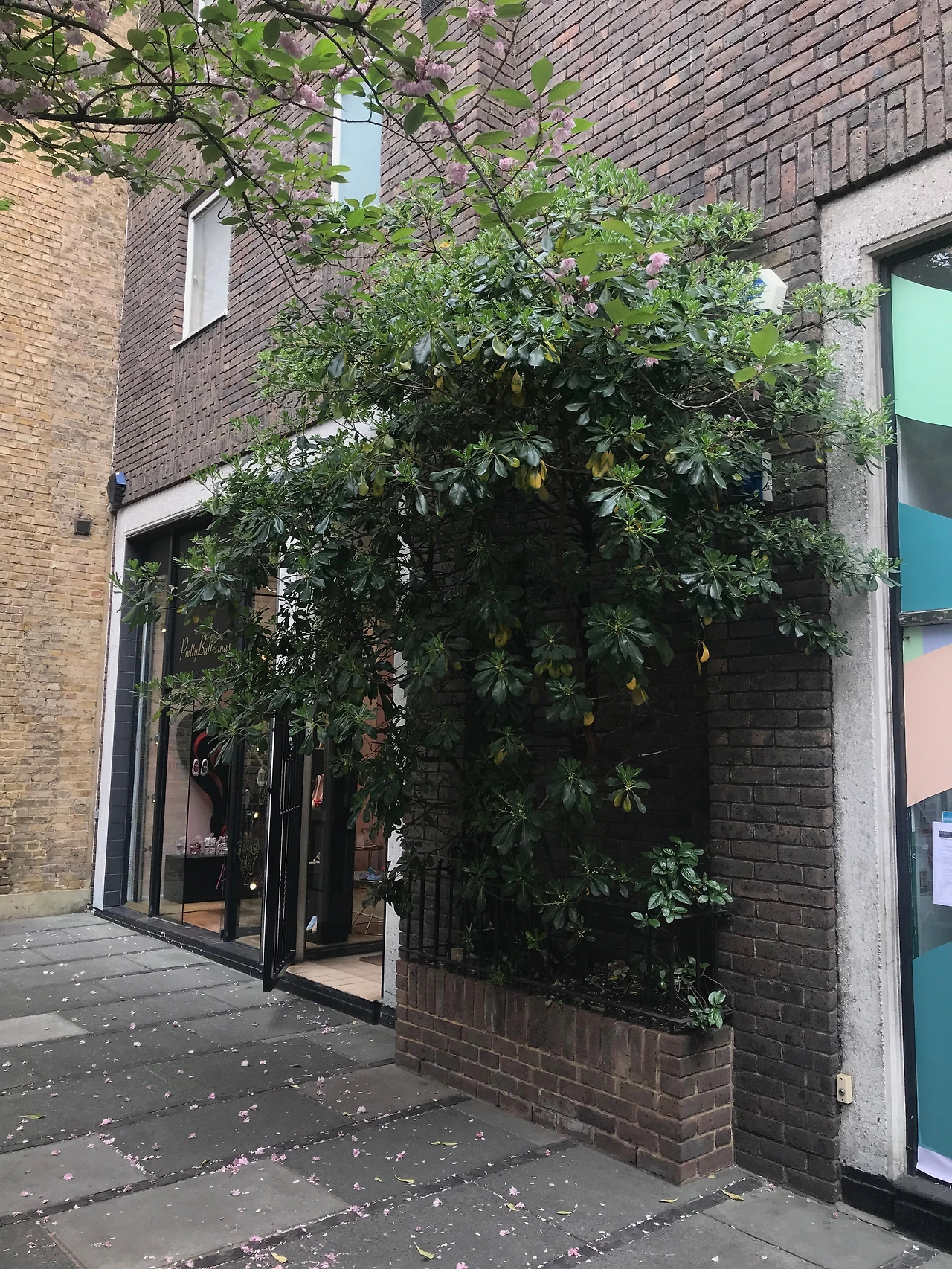 30센티 정원 벽.JPG