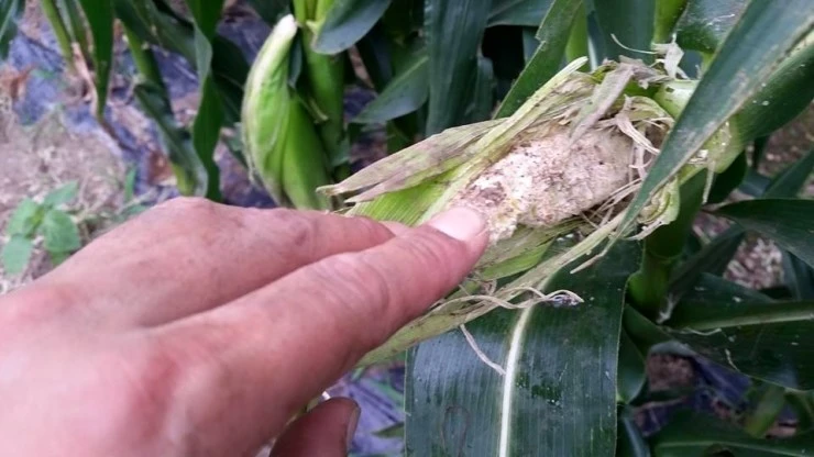 11755169_847332141986993_5146900416499830724_n.jpg?type=w2