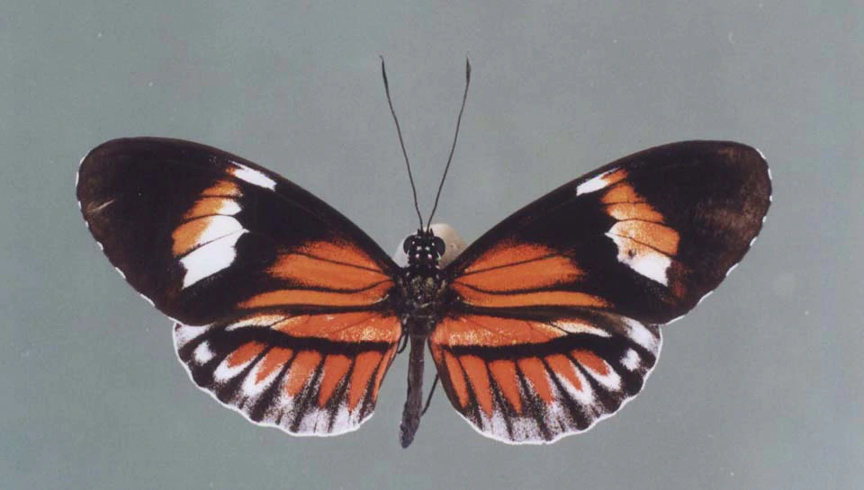 img.jpg?credential=yqXZFxpELC7KVnFOS48ylbz2pIh7yKj8&expires=1761922799&allow_ip=&allow_referer=&signature=Yl21qOIp2P%2BOqw6lIi2auPEnAdw%3D