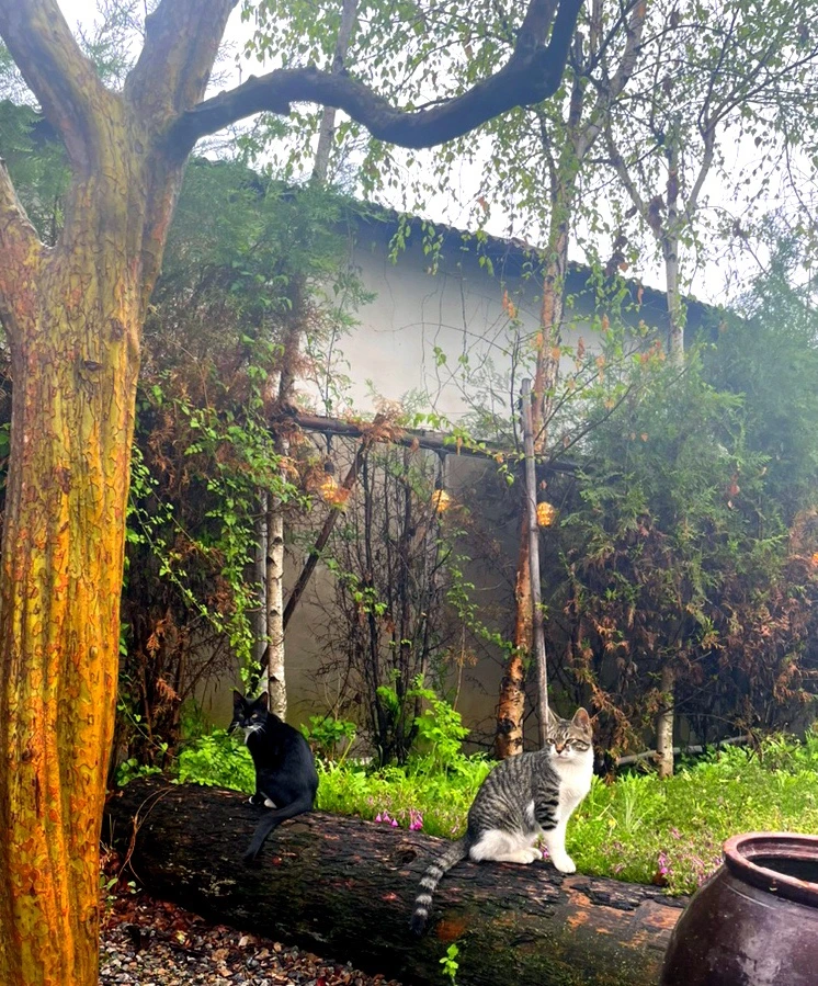 output_3446855339.jpg?type=w773