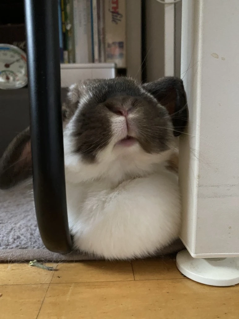 IMG_0013.jpg?type=w773