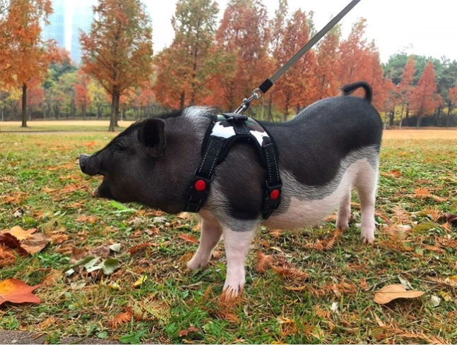 0000026323_006_20190304110401548.jpg?type=w647