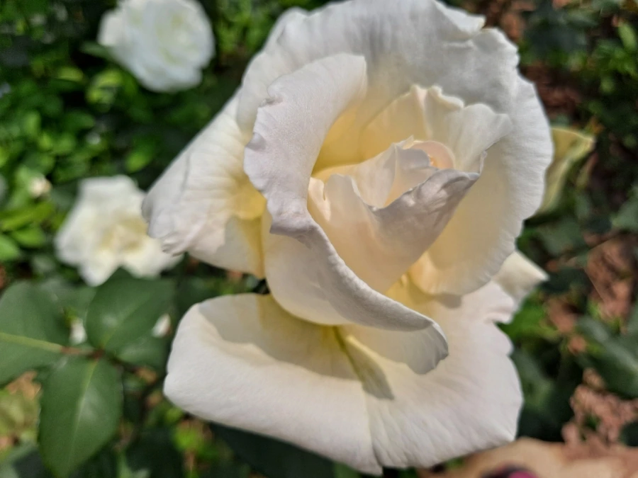 20220523%EF%BC%BF103655.jpg?type=w1