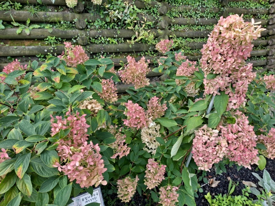 20210905%EF%BC%BF083419.jpg?type=w1