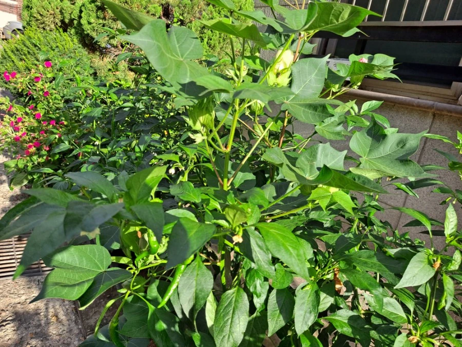 20210905%EF%BC%BF073748.jpg?type=w1