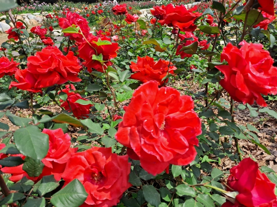 20220523%EF%BC%BF103424.jpg?type=w1