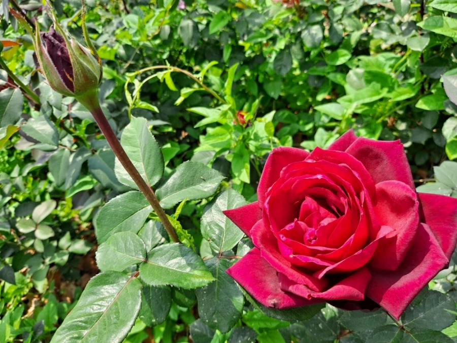 20220523%EF%BC%BF103006.jpg?type=w1