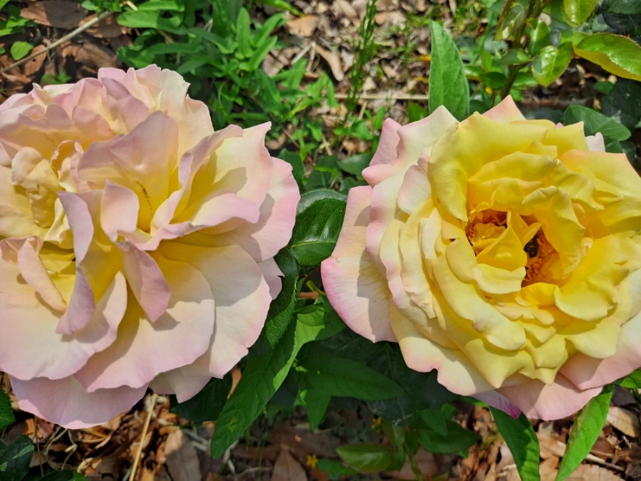 20220523%EF%BC%BF102656.jpg?type=w1