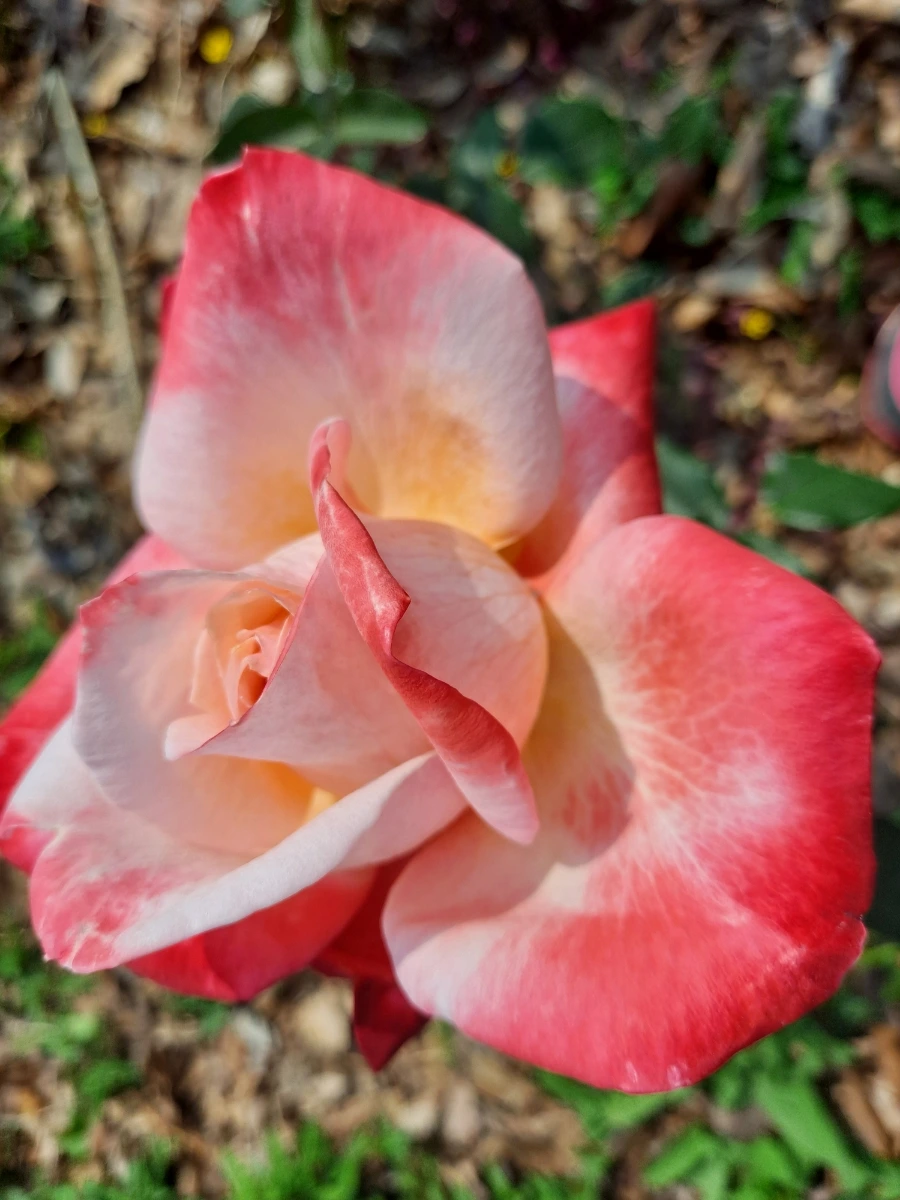 20220523%EF%BC%BF100724.jpg?type=w1