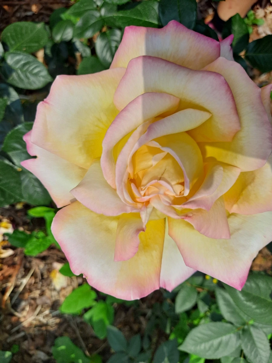 20220523%EF%BC%BF102323.jpg?type=w1