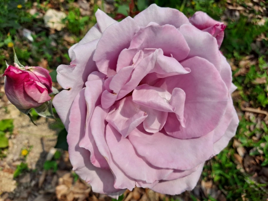 20220523%EF%BC%BF102610.jpg?type=w1