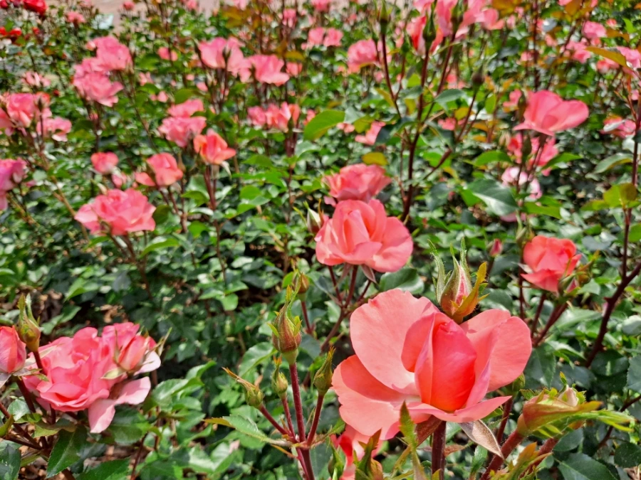 20220523%EF%BC%BF103347.jpg?type=w1