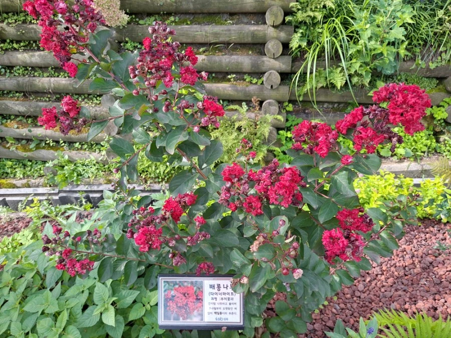 20210905%EF%BC%BF083245.jpg?type=w1