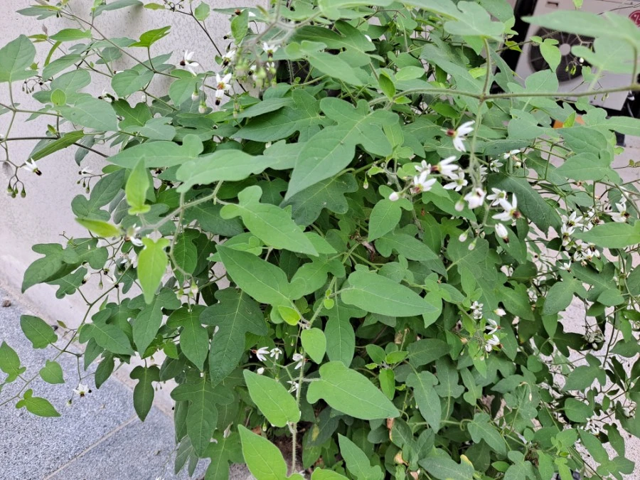 20210905%EF%BC%BF073428.jpg?type=w1