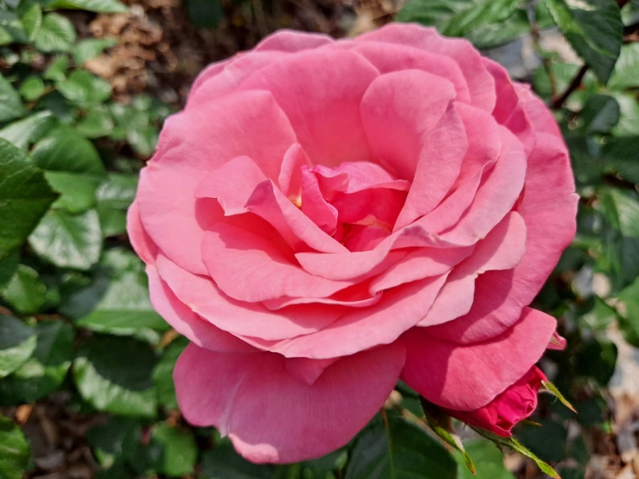 20220523%EF%BC%BF101040.jpg?type=w1