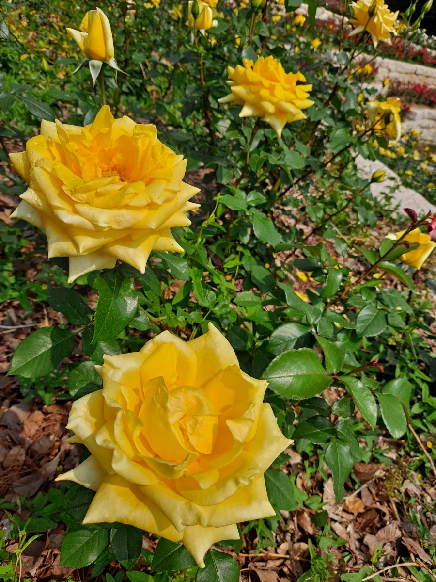 20220523%EF%BC%BF100712.jpg?type=w1