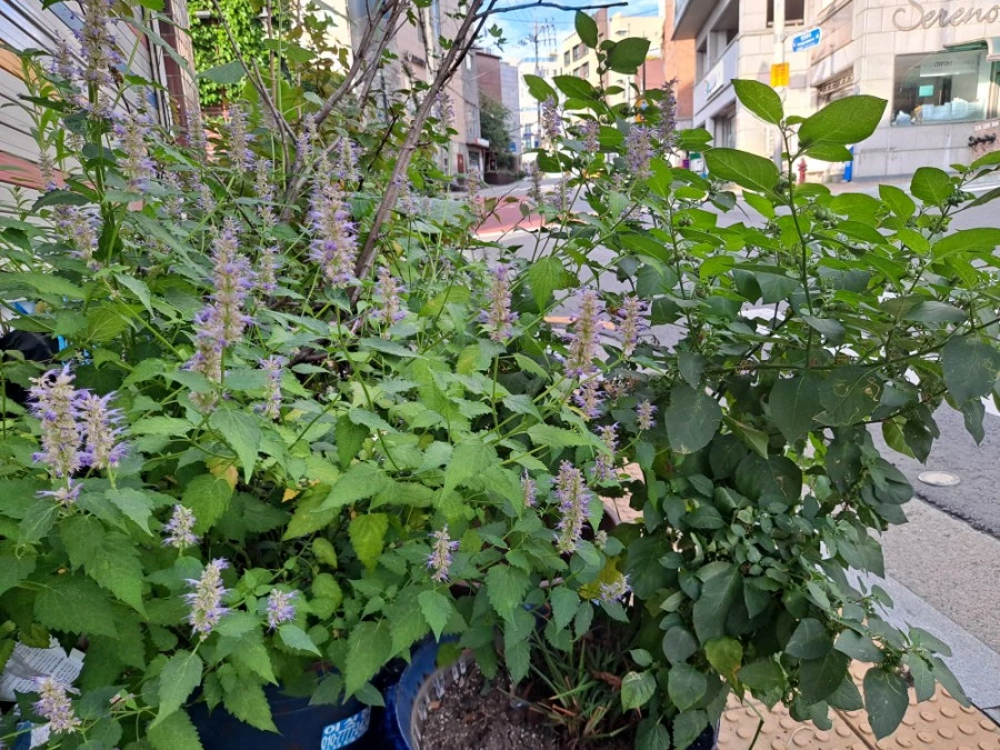 20210905%EF%BC%BF074309.jpg?type=w1