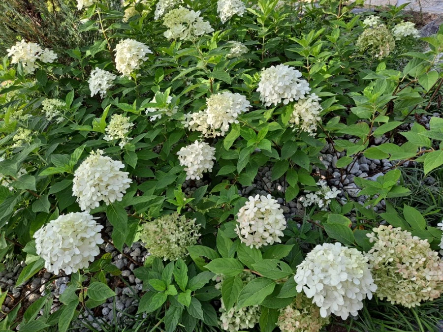 20210905%EF%BC%BF082553.jpg?type=w1