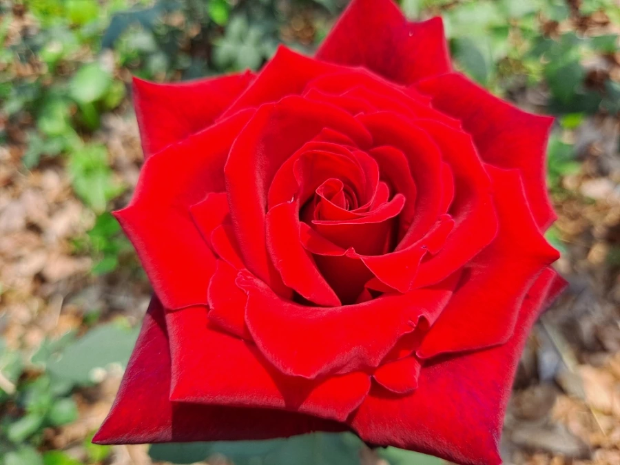 20220523%EF%BC%BF102431.jpg?type=w1