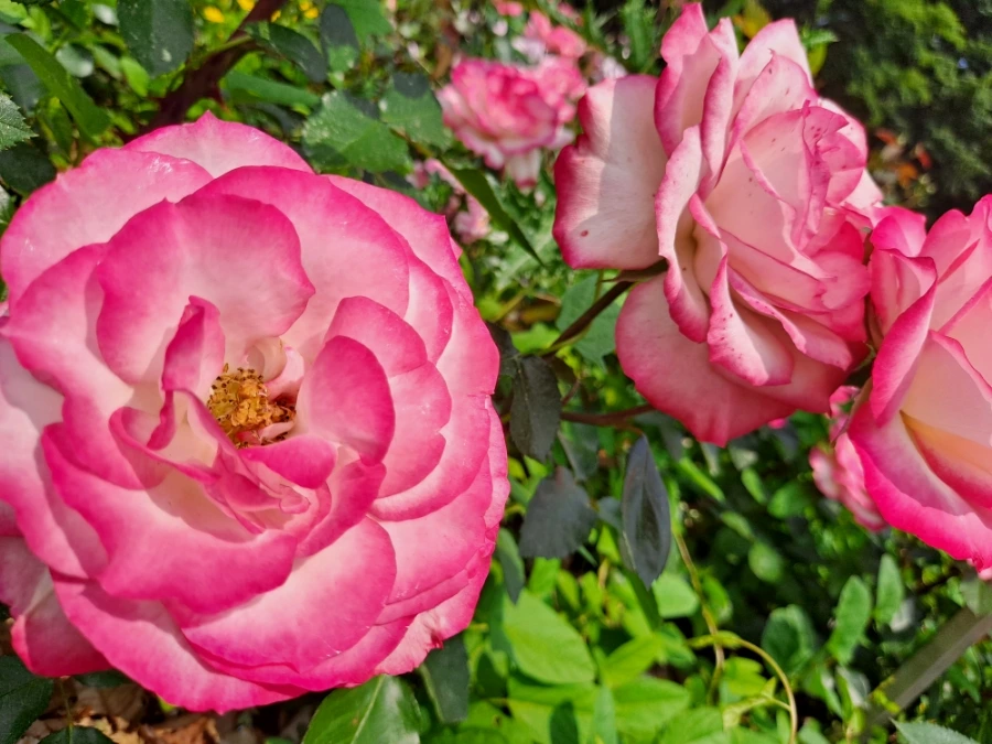 20220523%EF%BC%BF103525.jpg?type=w1