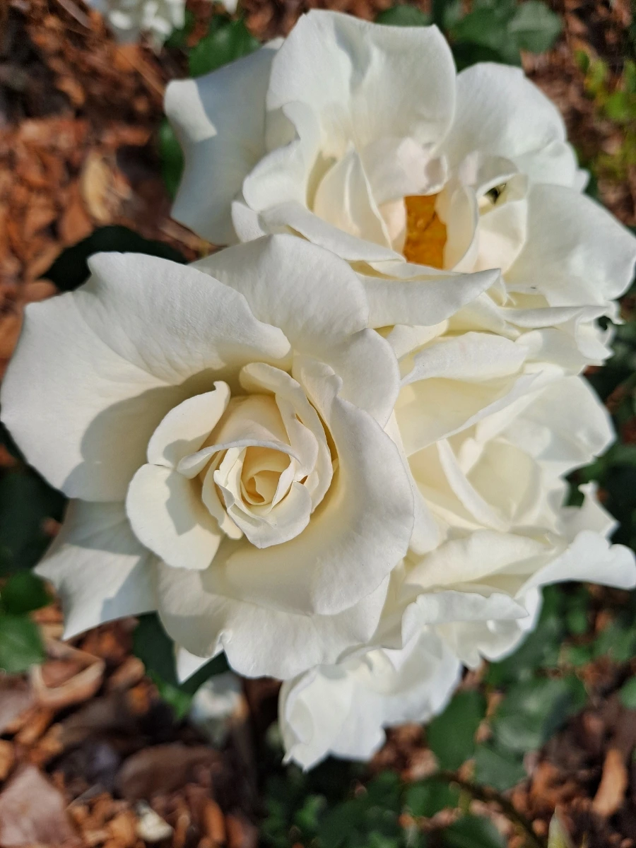 20220523%EF%BC%BF102222.jpg?type=w1