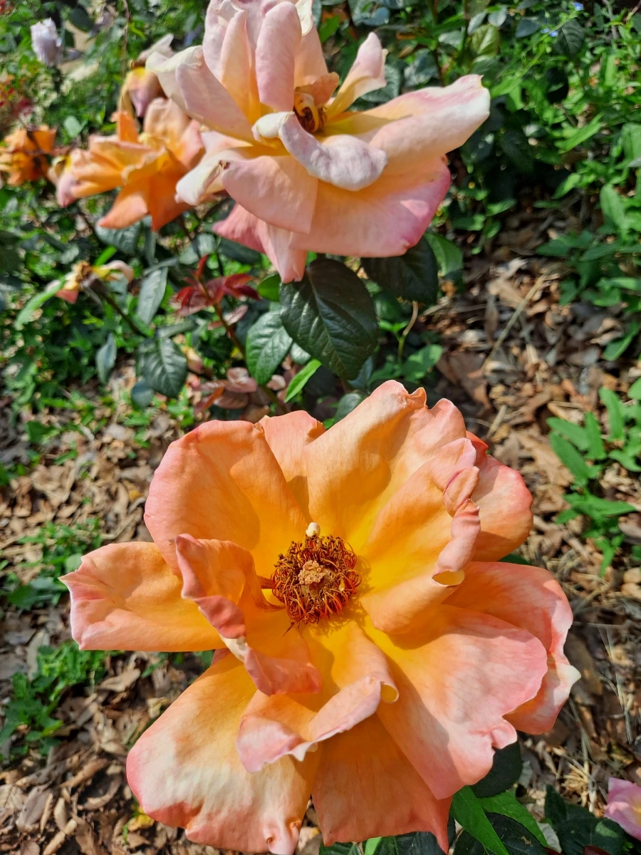 20220523%EF%BC%BF103606.jpg?type=w1