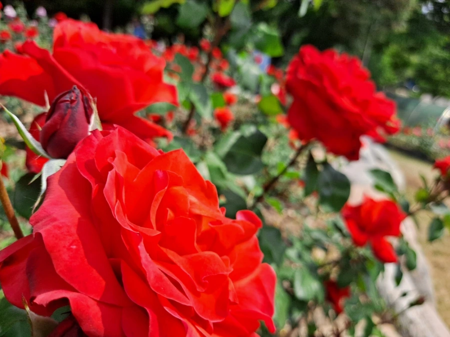 20220523%EF%BC%BF103901.jpg?type=w1